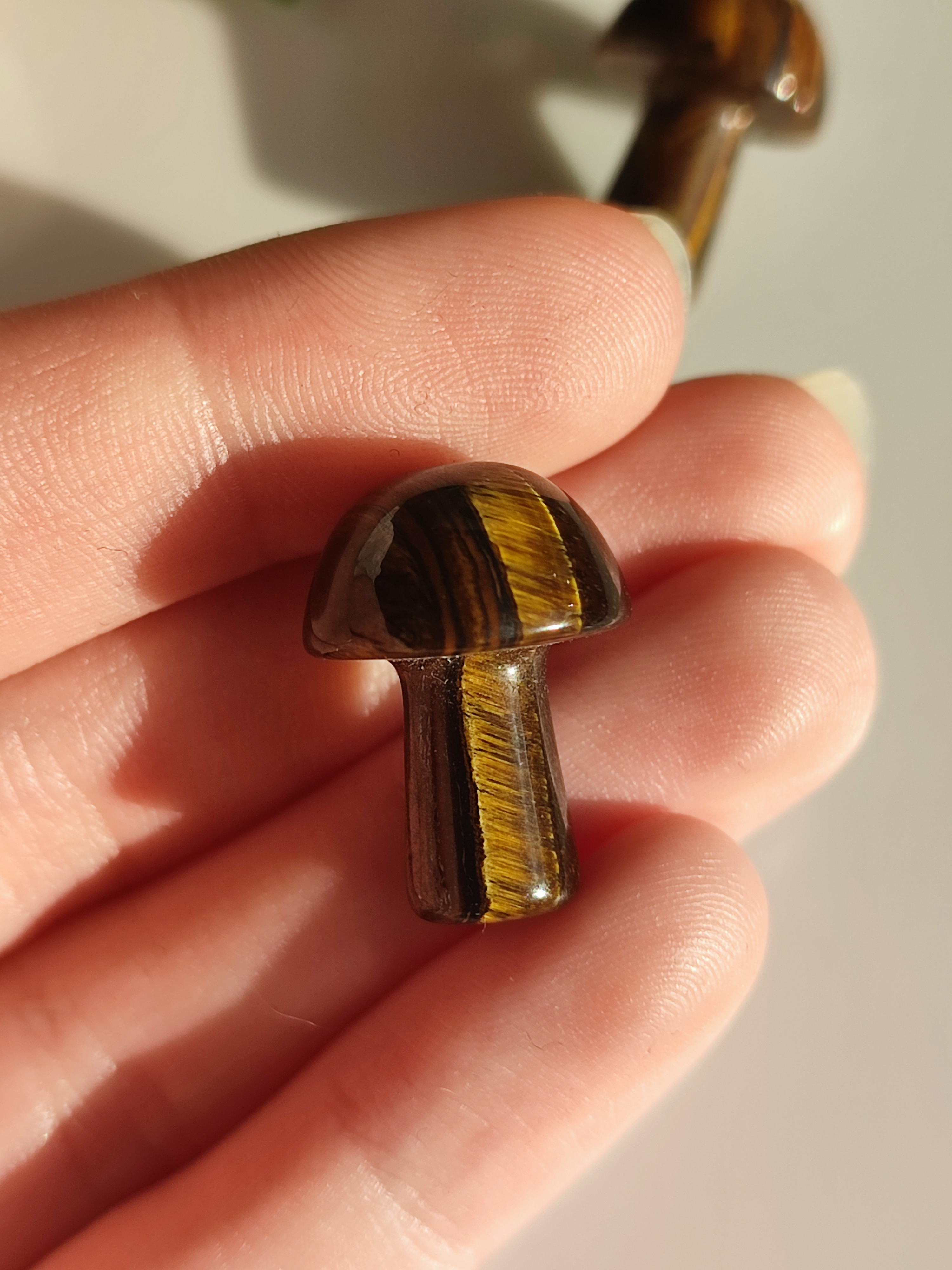 TYGŘÍ OKO houbička 1,5cm