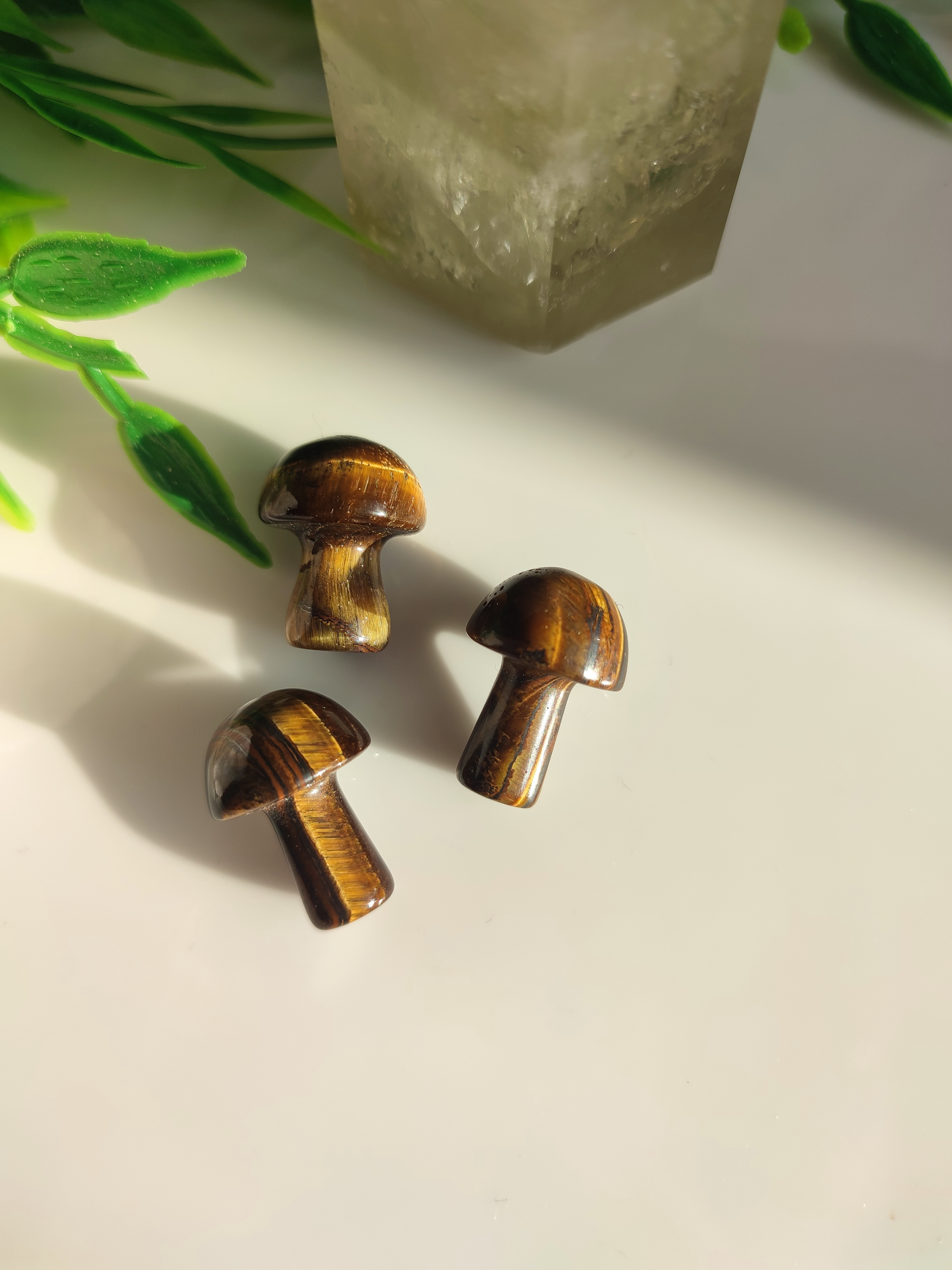 TYGŘÍ OKO houbička 1,5cm